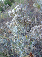 Teucrium capitatum