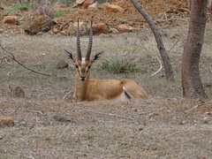 Gazella bennettii