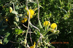 Rhynchosia chrysoscias