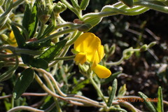 Rhynchosia chrysoscias