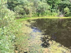 Hydrocharis morsus-ranae