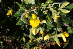 Rhynchosia chrysoscias