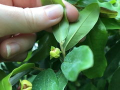 Polyalthia suberosa