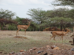 Gazella bennettii