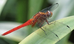 Orthetrum testaceum
