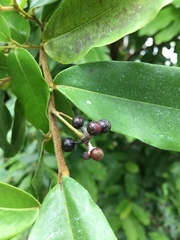 Polyalthia suberosa