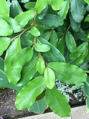 Polyalthia suberosa