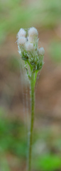 Antennaria neglecta