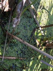 Hydrocharis morsus-ranae