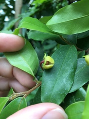 Polyalthia suberosa