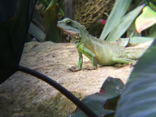 Physignathus cocincinus
