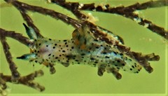 Polycera