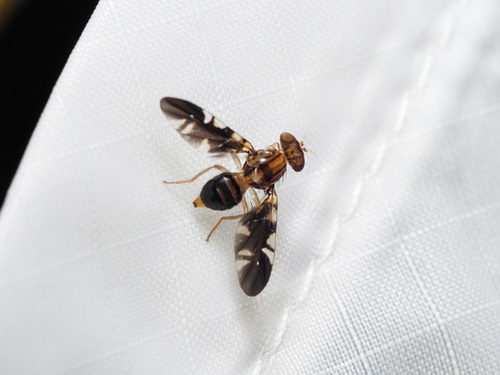 Themara hirtipes