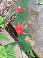 Passiflora murucuja