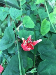 Passiflora murucuja