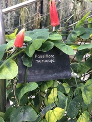 Passiflora murucuja