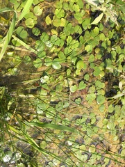 Hydrocharis morsus-ranae