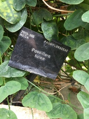 Passiflora murucuja