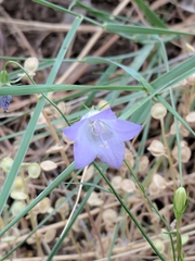 Campanula parryi