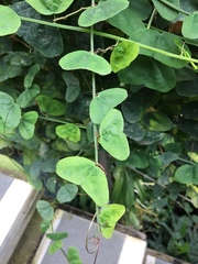 Passiflora murucuja