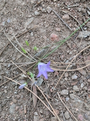 Campanula parryi