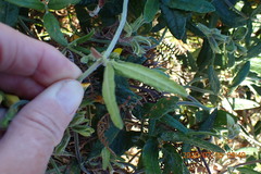 Rhynchosia chrysoscias