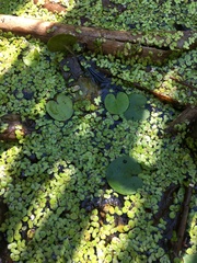 Hydrocharis morsus-ranae