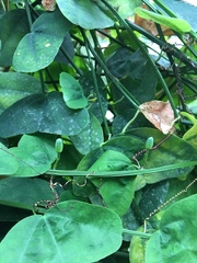 Passiflora murucuja