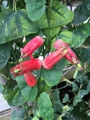 Passiflora murucuja