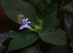 Barleria terminalis