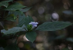 Barleria terminalis
