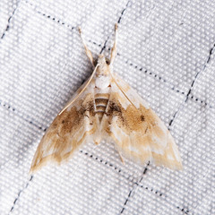Lipocosma sicalis