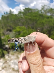 Leprus