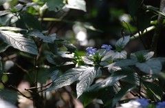 Barleria terminalis