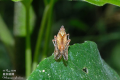 Orthopagus splendens