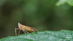 Orthopagus splendens