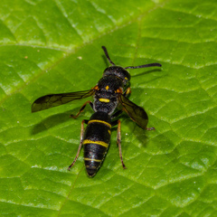 Parancistrocerus pedestris