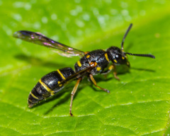 Parancistrocerus pedestris