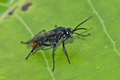 Tachypompilus analis