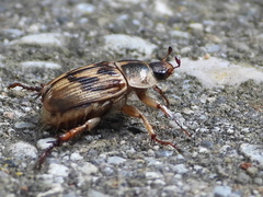 Exomala orientalis
