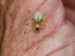 Cheiracanthium virescens