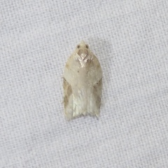 Acleris cornana