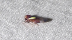 Balcanocerus provancheri