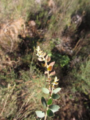 Acacia piligera