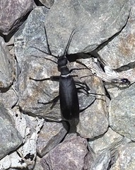 Epicauta segmenta