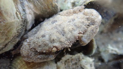 Epixanthus frontalis