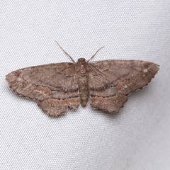 Hypagyrtis brendae