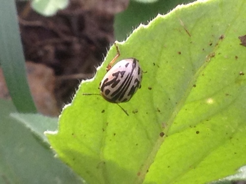 Parthenium beetle photo 5