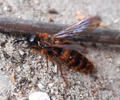 Dasyscolia ciliata