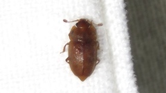 Epuraea rufa
